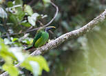 Toucanet à gorge noire