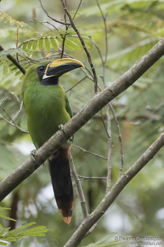 Toucanet à gorge noireadulte