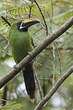 Toucanet à gorge noire