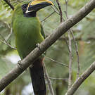 Toucanet à gorge noire