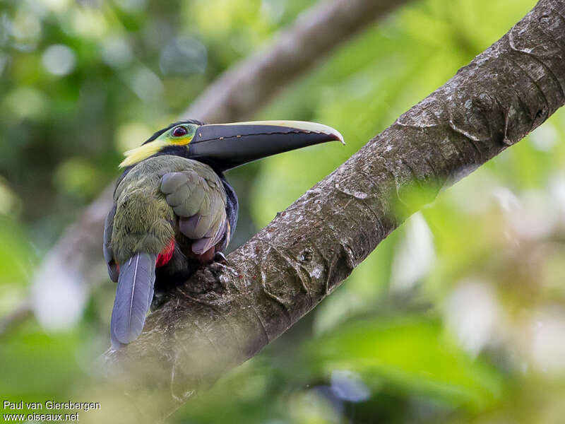 Toucanet à oreilles d'oradulte