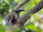 Toucanet à oreilles d'or