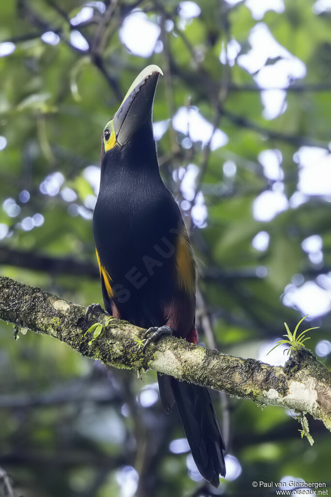 Toucanet à oreilles d'or