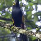 Toucanet à oreilles d'or
