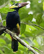 Toucanet de Natterer