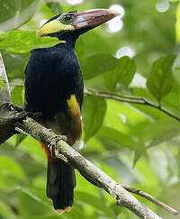 Toucanet de Natterer