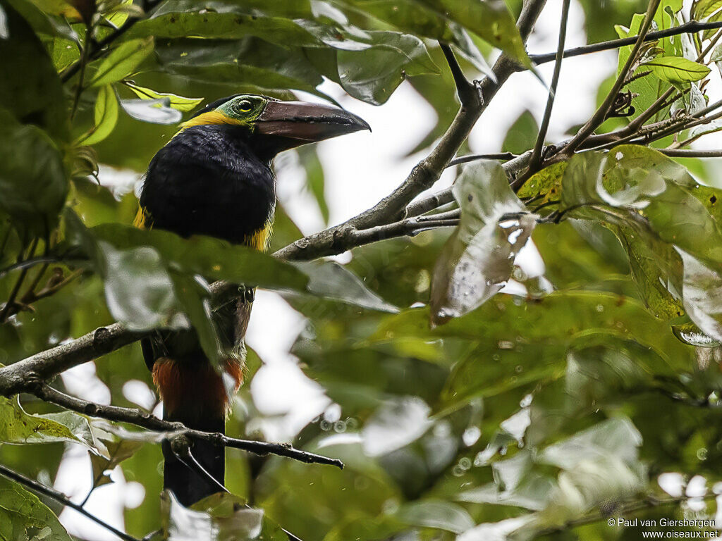 Golden-collared Toucanetadult