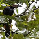 Toucanet de Reinwardt