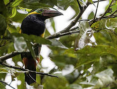 Golden-collared Toucanet