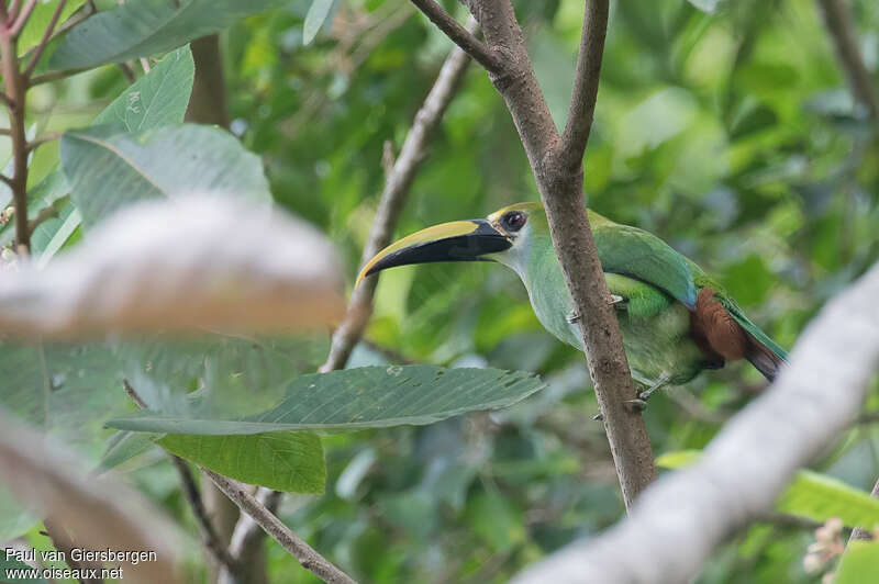 Toucanet de Wagler