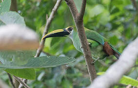 Wagler's Toucanet