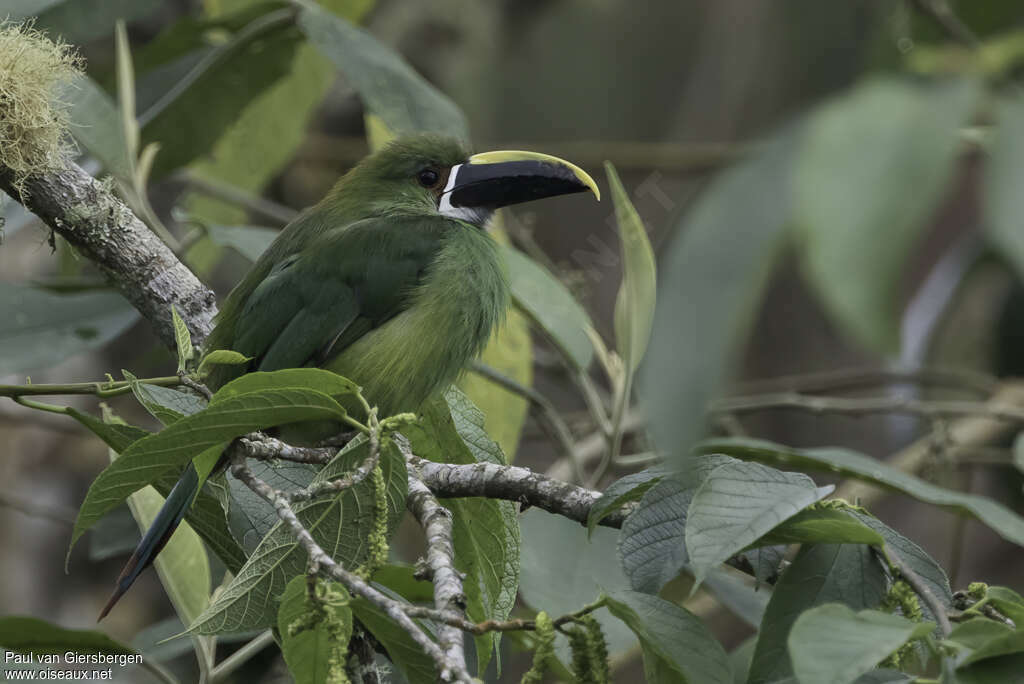 White-throated Toucanetadult, identification