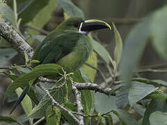 White-throated Toucanet