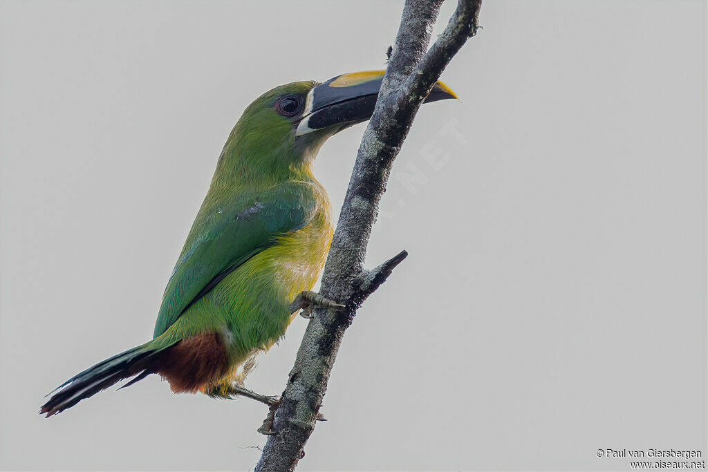 White-throated Toucanetadult