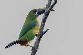 White-throated Toucanet