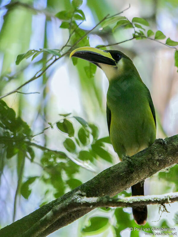 Toucanet émeraudeadulte