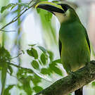 Toucanet émeraude