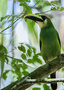 Emerald Toucanet