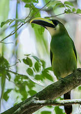 Toucanet émeraude