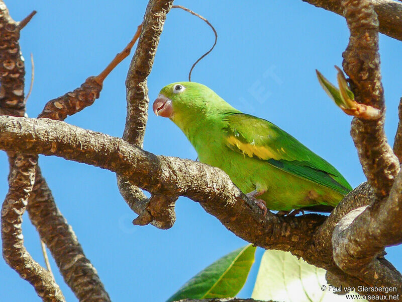 Yellow-chevroned Parakeetadult