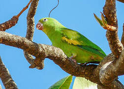 Yellow-chevroned Parakeet