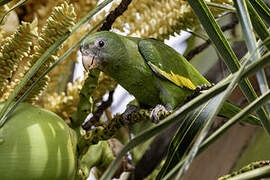 White-winged Parakeet