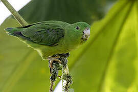Riparian Parrotlet
