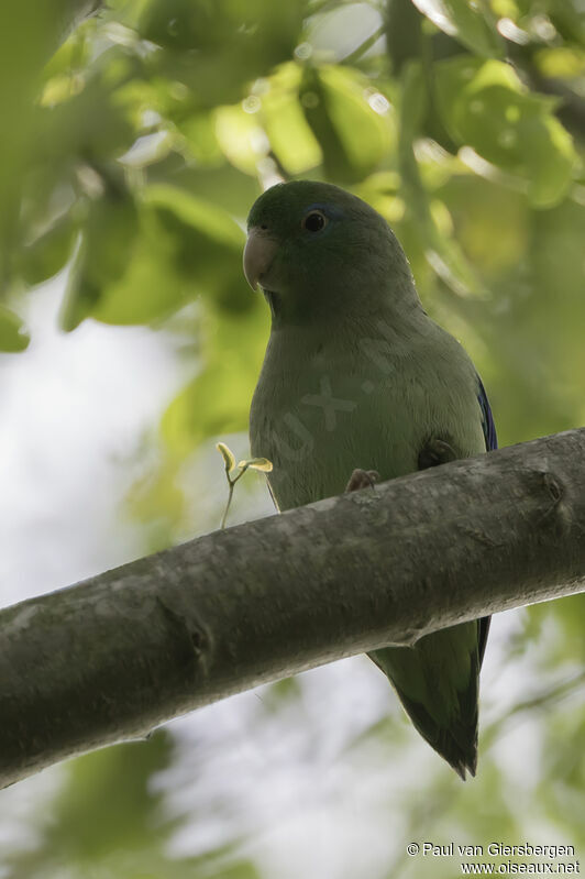 Spectacled Parrotlet male adult