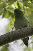 Spectacled Parrotlet