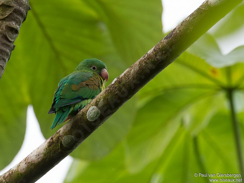 Orange-chinned Parakeet