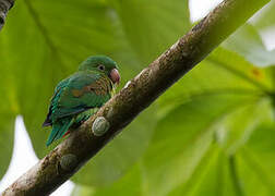 Orange-chinned Parakeet