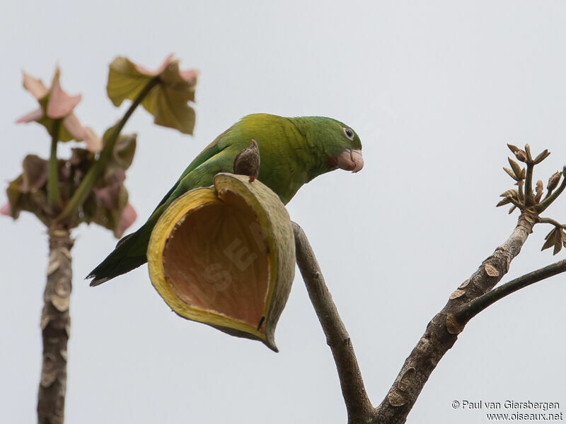 Orange-chinned Parakeet