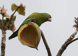 Orange-chinned Parakeet