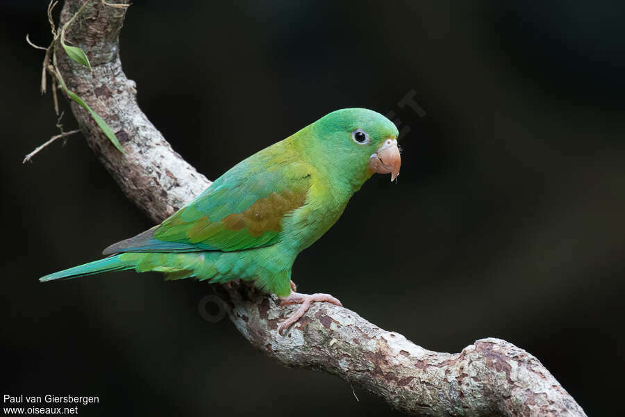 Orange-chinned Parakeetadult, identification