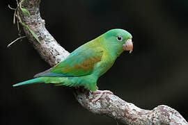 Orange-chinned Parakeet