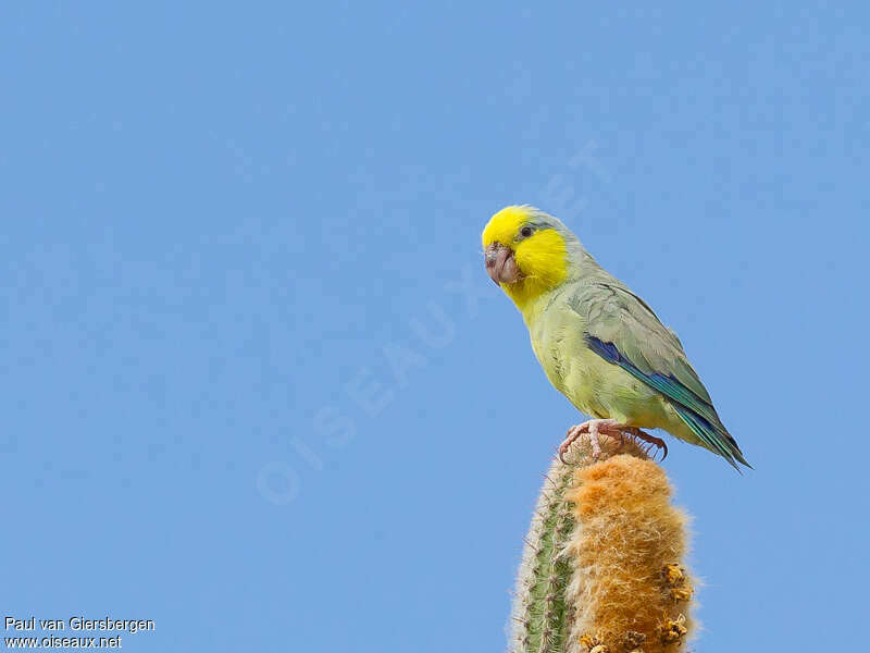 Yellow-faced Parrotlet