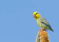 Yellow-faced Parrotlet