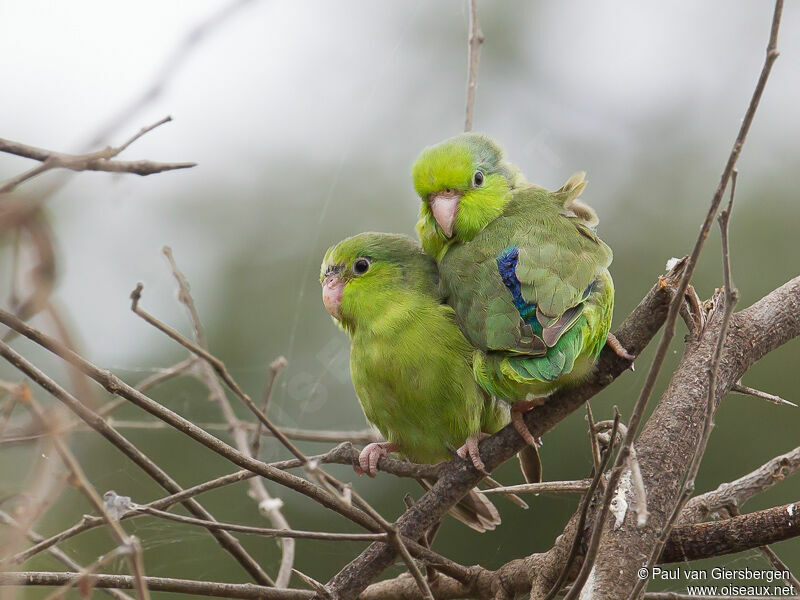 Pacific Parrotlet