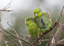 Pacific Parrotlet