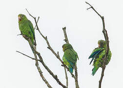 Cobalt-winged Parakeet