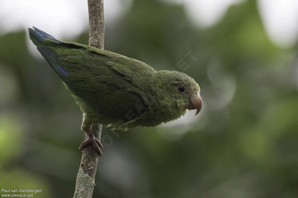 Cobalt-winged Parakeetadult, identification