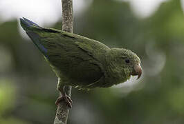 Cobalt-winged Parakeet