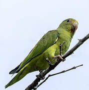 Cobalt-winged Parakeet
