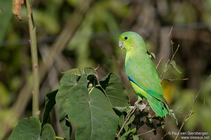 Cobalt-rumped Parrotlet