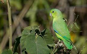 Cobalt-rumped Parrotlet