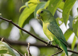 Cobalt-rumped Parrotlet