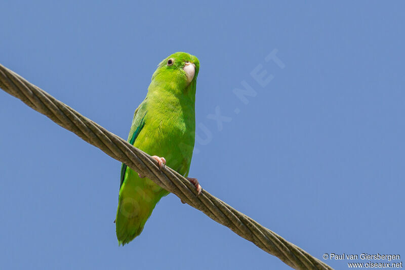 Green-rumped Parrotlet