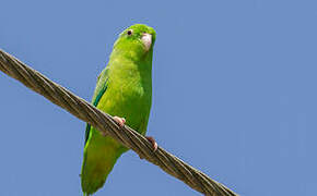 Green-rumped Parrotlet