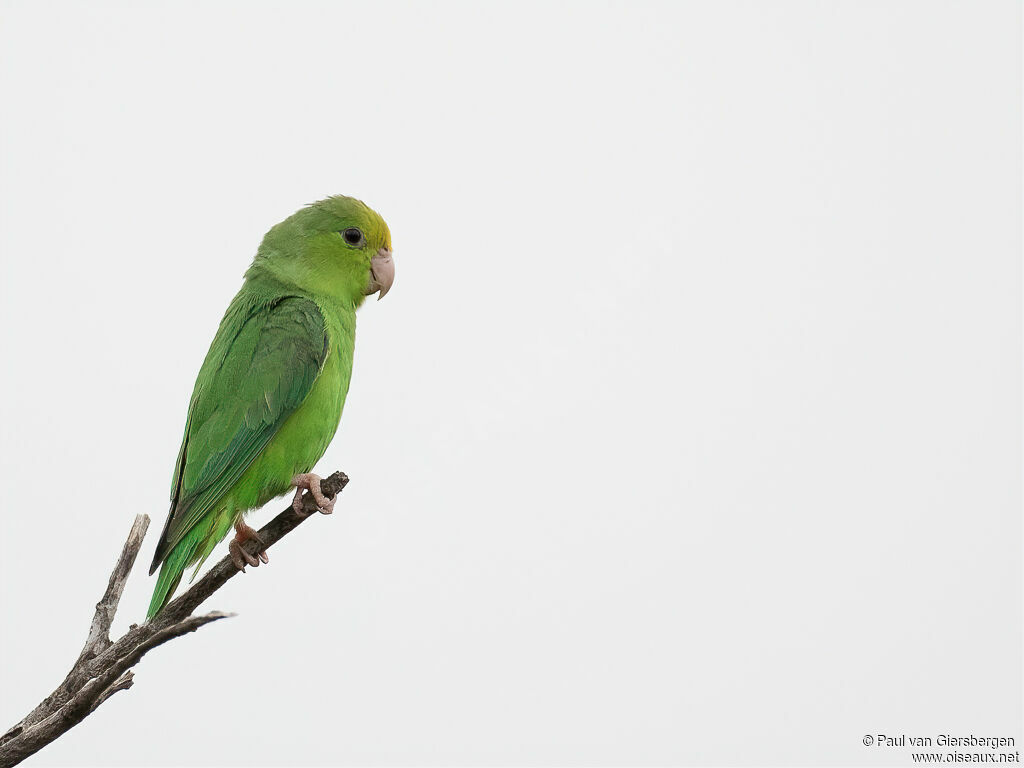 Green-rumped Parrotletadult