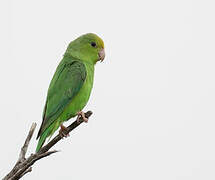 Green-rumped Parrotlet